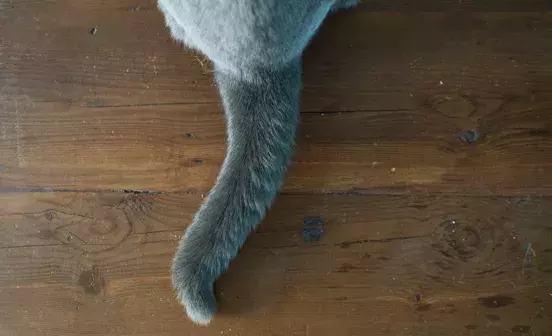 Search cat advice